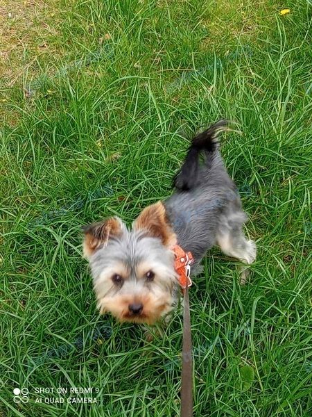 Small young gray male dog Локки, lost near Керченский пер., 7, Симферополь on May 25, 2021.