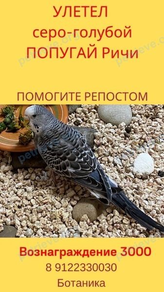 Маленькая серая молодая птица, пропала 25.05.2021 рядом с ул. Родонитовая, 34, Екатеринбург, Свердловская обл., Россия, 620089.