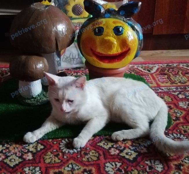 Medium young white male cat Барсик, lost near 5-я Санаторная ул., 46, Иваново, Ивановская обл., Россия, 153027 on May 11, 2021.