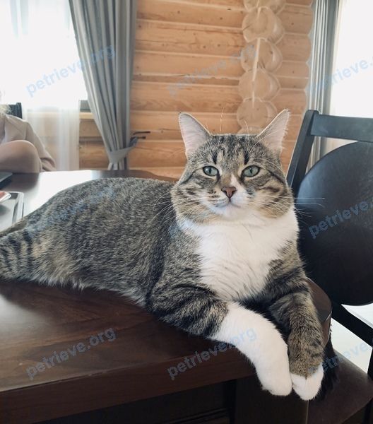 Большой многоцветный взрослый кот Август, пропал 21.05.2021 рядом с ул. Советская, 28, Истра, Московская обл., Россия, 143500.