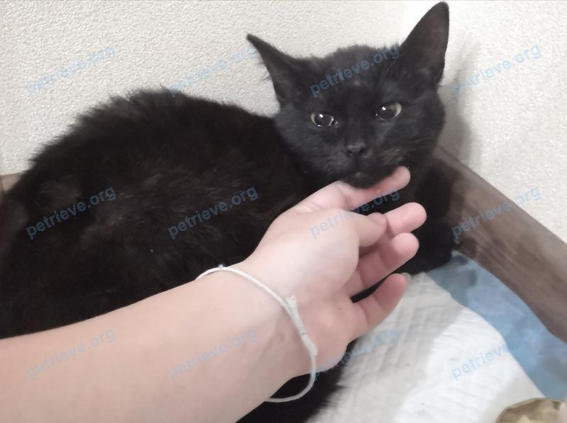 Средний чёрный молодой кот, найден 02.06.2021 рядом с ул. Пушкина, 43, Георгиевск, Ставропольский край, Россия, 357820.