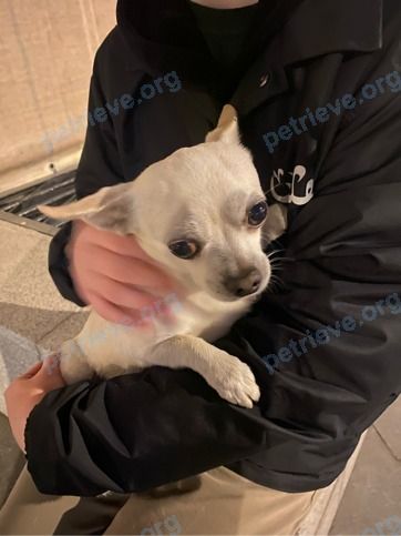 Маленький белый пёс, найден 02.06.2021 рядом с Глубокий пер., 1 корпус 2, Москва, Россия, 103274.