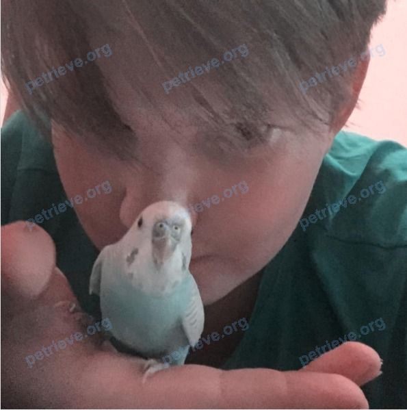 Small young blue male bird Морти, lost near проспект Алтынсарина 34, Алматы, Казахстан on Jun 02, 2021.