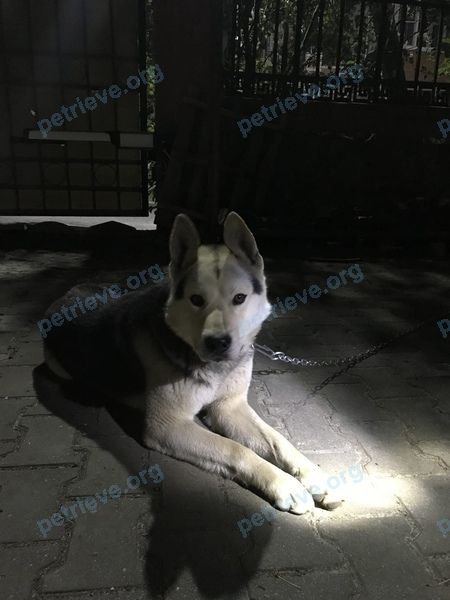 Средний многоцветный молодой пёс, найден 03.06.2021 рядом с ул. Тамчишина, 1, Курск, Курская обл., Россия, 305046.