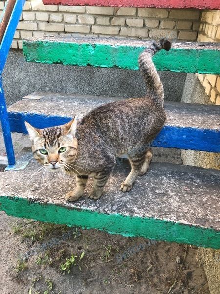 Medium adult gray male cat, found near ул. Московская 324/2, Брест, Беларусь on Jun 02, 2021.