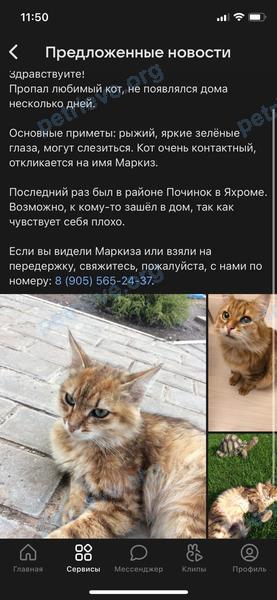 Средний коричневый молодой кот Маркиз, пропал 31.05.2021 рядом с Починковская ул., 17б, Яхрома, Московская обл., Россия, 141840.