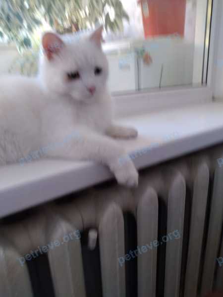 Big young white male cat Пельмень, lost near ул. Горная, 9а, Дивноморское, Краснодарский край, Россия, 353490 on Jun 07, 2021.