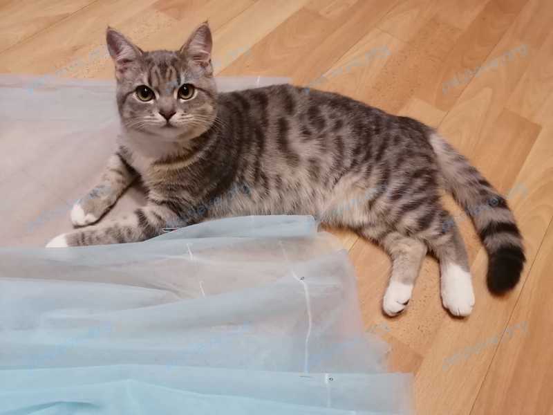 Medium young gray female cat Соня, lost near ул. Винокурова, 67, Новочебоксарск, Чувашская Респ., Россия, 429965 on Jun 03, 2021.