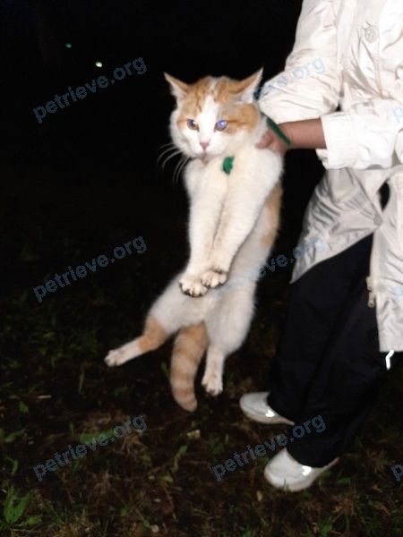 Medium young mixed color cat Неизвестно, found near ул. Попова, 69, Саранск, Респ. Мордовия, Россия, 430032 on Jun 11, 2021.