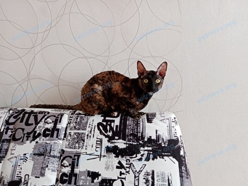 Small young mixed color female cat Фрося, lost near ул. Кубяка, 6, Калуга, Калужская обл., Россия, 248012 on Jun 11, 2021.