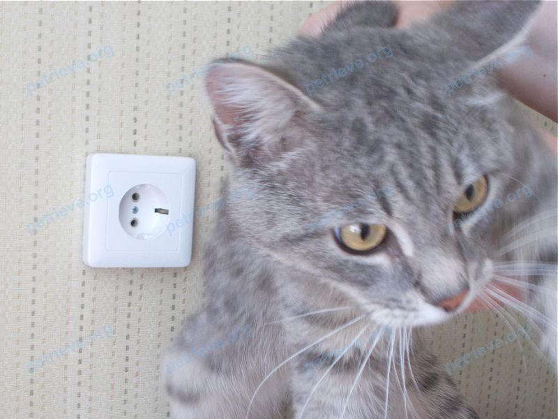 Medium adult gray male cat Тиша предположительно, found near ул. Советская, 46, Новочебоксарск, Чувашская Респ., Россия, 429958 on May 19, 2021.