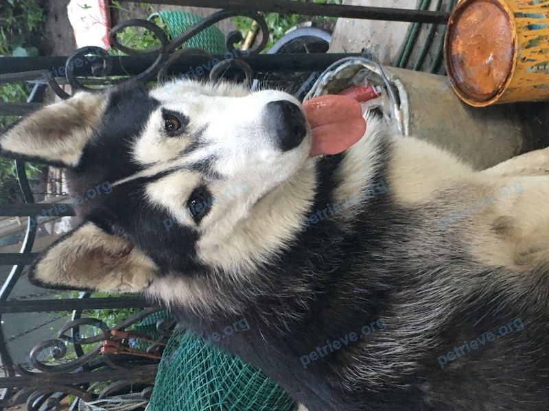 Big adult black male dog, found near Участок 5, Ростов-на-Дону, Ростовская обл., Россия, 344045 on Jun 12, 2021.