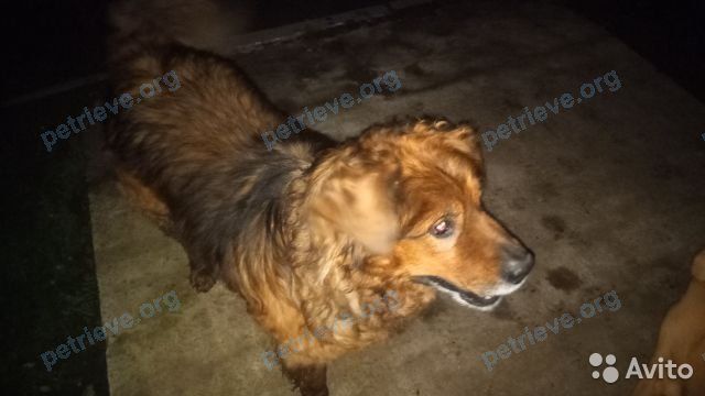 Big brown male dog, found near ул. Толбухина, 7, Усолье-Сибирское, Иркутская обл., Россия, 665463 on Jun 13, 2021.