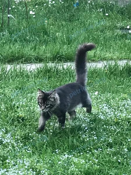Средний чёрный молодой кот Ричи, пропал 05.06.2021 рядом с ул. Грязная, 79б, Салтыковка, Московская обл., Россия, 143982.