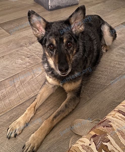 Big adult gray male dog Тимон, lost near ул. Овражная, 6А, Калуга, Калужская обл., Россия, 248032 on Jun 13, 2021.