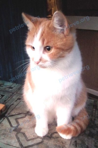 Medium young orange male cat Кузя, lost near Слободской, Кировская обл., Россия, 613153 on May 19, 2021.
