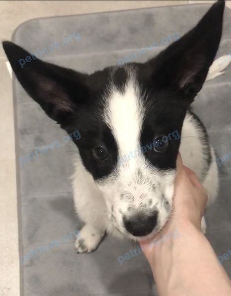Small young mixed color female dog, found near 930, Зеленоград, Москва, Россия, 124575 on Jun 14, 2021.