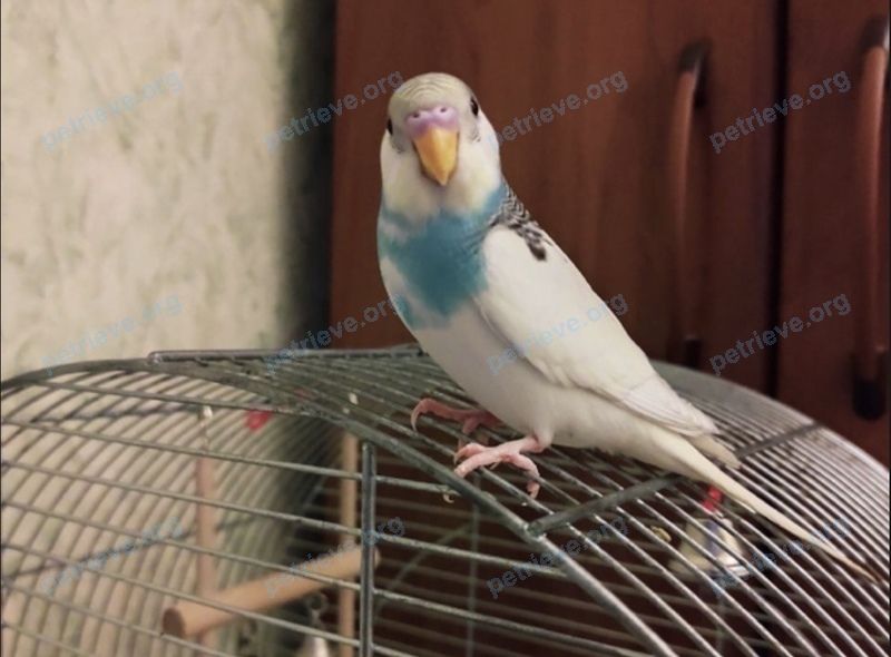 Small young mixed color male bird Жиго, lost near 15-я Парковая ул., 46 корпус 9, Москва, Россия, 105523 on Jun 15, 2021.