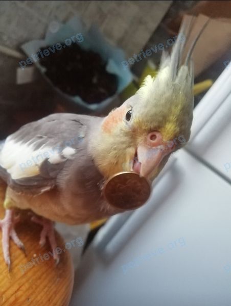 Medium young gray female bird Пика, lost near пр. Большевиков, 79, Санкт-Петербург, Россия, 193079 on Jun 17, 2021.