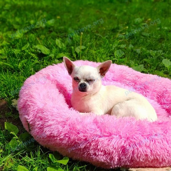 Small adult white male dog Гоча, lost near ул. 3-я Слобода 3-я, 1а, Жаворонки, Московская обл., Россия, 143020 on Jun 19, 2021.