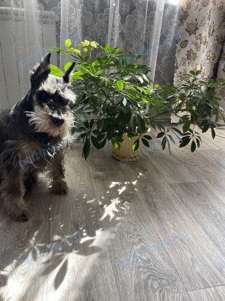 Small old black male dog Проша, lost near 17 микрорайон ул., 18, Ангарск, Иркутская обл., Россия, 665838 on Jun 21, 2021.