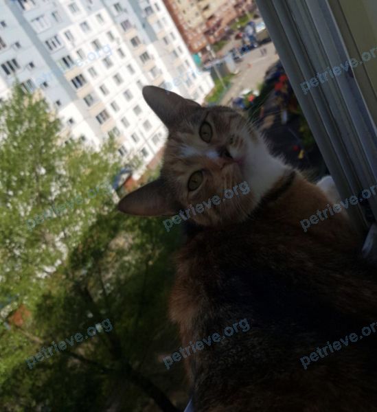 Средняя многоцветная молодая кошка Мурочка, пропала 20.06.2021 рядом с ул. 2-я Заводская, 18, Красково, Московская обл., Россия, 140050.