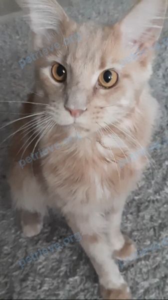 Big young orange male cat Персик, lost near Киевский б-р, 9, Ульяновск, Ульяновская обл., Россия, 432059 on Jun 22, 2021.
