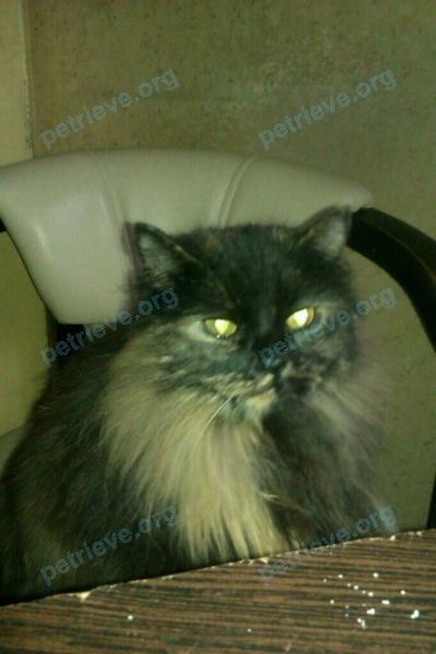 Средняя многоцветная молодая кошка Коша, пропала 10.06.2021 рядом с Широкая ул., 24, Москва, Россия, 127224.