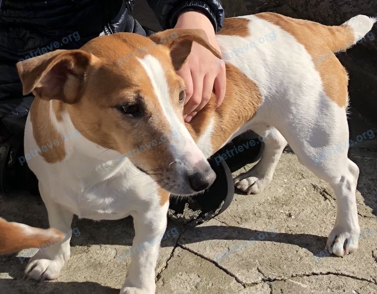 Small adult mixed color female dog, lost near 2-я Набережная ул., 2, Тосно, Ленинградская обл., Россия, 187000 on Jun 26, 2021.