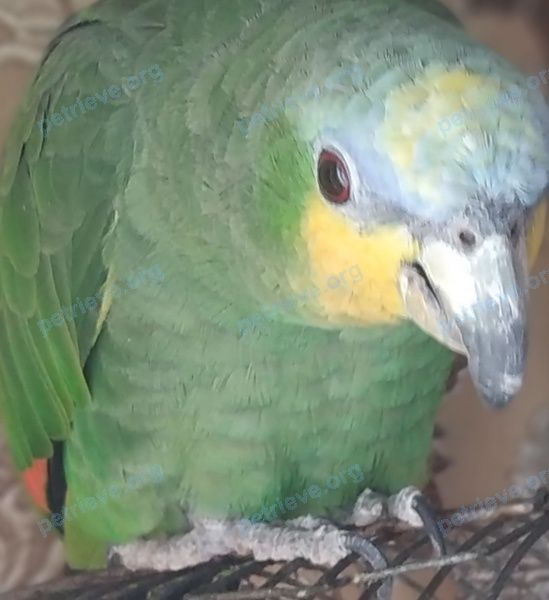 Big adult green male bird, lost near Октябрьская наб., 90 корпус 6, Санкт-Петербург, Россия, 193079 on Jun 26, 2021.
