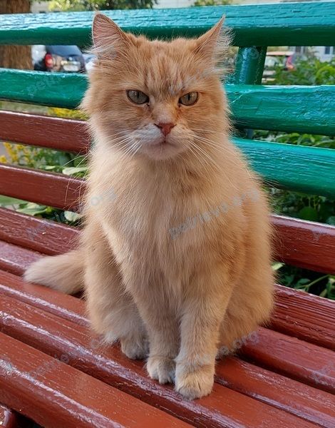 Big young orange male cat, found near Смоленская ул. 1/3, Витебск 210035, Беларусь on Jun 21, 2021.