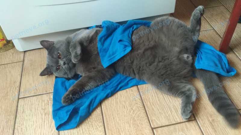 Средний серый молодой кот, пропал 28.06.2021 рядом с Аптечная ул., 6, Химки, Московская обл., Россия, 141402.