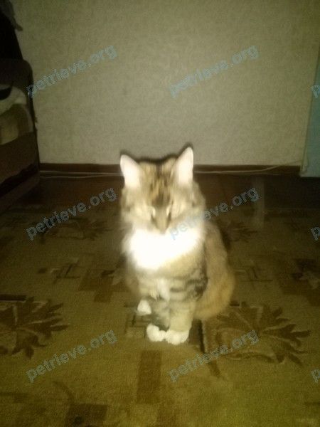 Big old mixed color female cat Ксюша, lost near ул. Спортивная, 1А, Щекино, Тульская обл., Россия, 301247 on Jun 24, 2021.