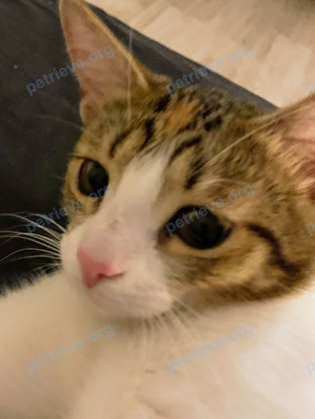 Medium young mixed color female cat, found near E22, Балашиха, Московская обл., Россия, 143912 on Jun 25, 2021.