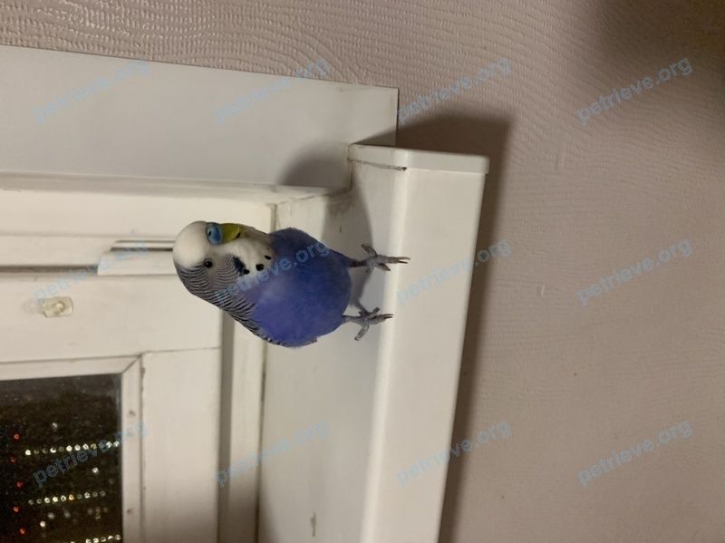 Small adult blue male bird Чарли, lost near ул. Бианки, 5, Москва, Россия, 142784 on Jun 28, 2021.