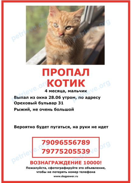 Маленький оранжевый молодой кот Морти, пропал 28.06.2021 рядом с Ореховый б-р, 31, Москва, Россия, 115573.