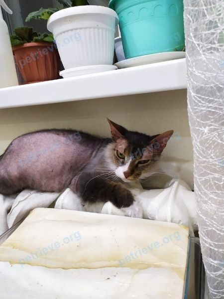 Medium adult gray female cat Маслёнка, lost near ул. Шевченко, д. 98, Альметьевск, Респ. Татарстан, Россия, 423461 on Jun 30, 2021.