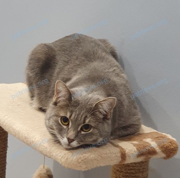 Medium young gray female cat Боня, lost near ул. 30 лет Победы, 18А, Салават, Респ. Башкортостан, Россия, 453266 on Jul 02, 2021.