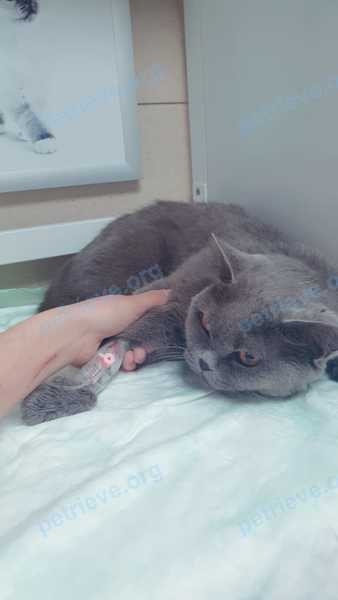 Big old gray female cat Урсула, манюня, lost near Пионерская ул., 4, Лосино-Петровский, Московская обл., Россия, 141150 on Jun 30, 2021.