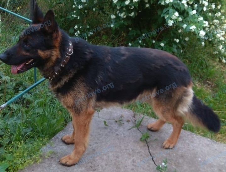 Big adult black male dog, lost near ул. Салтыкова-Щедрина, 7, Малаховка, Московская обл., Россия, 140140 on Jul 01, 2021.