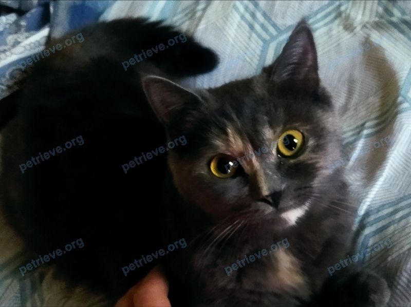 Medium young gray female cat Алиса, lost near ул. Марины Расковой, 7, Энгельс, Саратовская обл., Россия, 413113 on Jul 02, 2021.