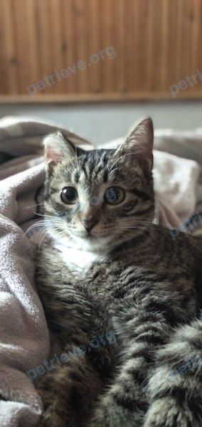 Young gray female cat Джози, lost near ул. Гузаль, Тошкент, Узбекистан on Jul 02, 2021.
