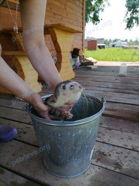 Medium adult gray male ferret Шмелик, lost near Переезд, Домодедово, Московская обл., Россия, 142846 on Jul 03, 2021.