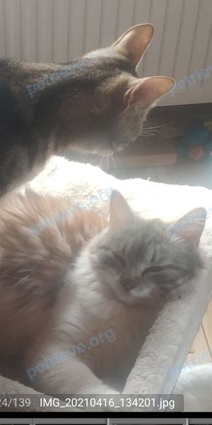 Small young mixed color female cat, lost near ул. Хотьковское лесн-во, Хотьково, Московская обл., Россия, 141371 on Jun 26, 2021.