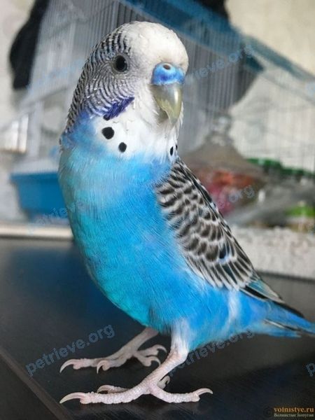 Adult blue male bird Кеша, lost near Березовая аллея, 17 корпус 1, Москва, Россия, 127273 on Jul 05, 2021.