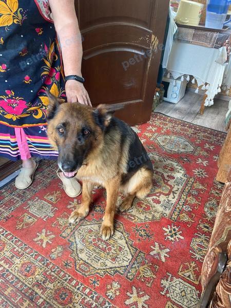 Female dog, found near Нижне-Архангельская ул., 32, Пронск, Рязанская обл., Россия, 391140 on Jul 05, 2021.