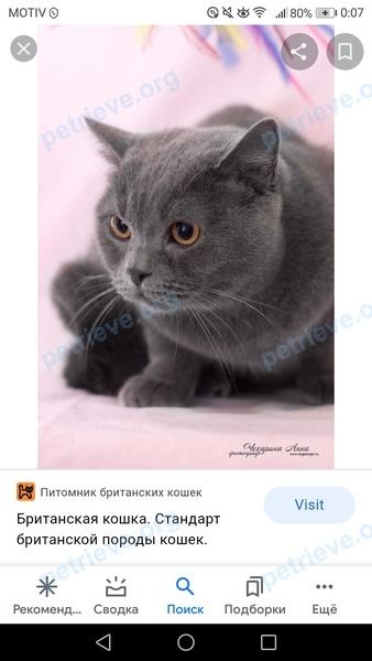Средняя молодая кошка Мурка, пропала 02.07.2021 рядом с ш. Елизаветинское, 22, Екатеринбург, Свердловская обл., Россия, 620024.