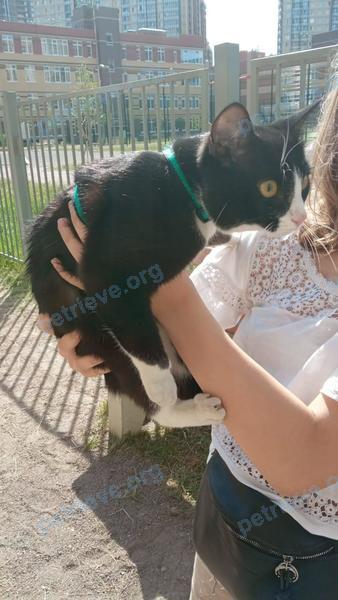 Small young black male cat, found near пос. Парголово, ул. Фёдора Абрамова, д. 20, корп. 1, Санкт-Петербург, Россия, 194362 on Jul 06, 2021.