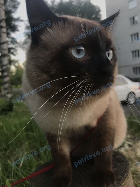 Большой коричневый молодой кот Бантик, пропал 05.07.2021 рядом с Клюквенская ул., 9, Курск, Курская обл., Россия, 305022.