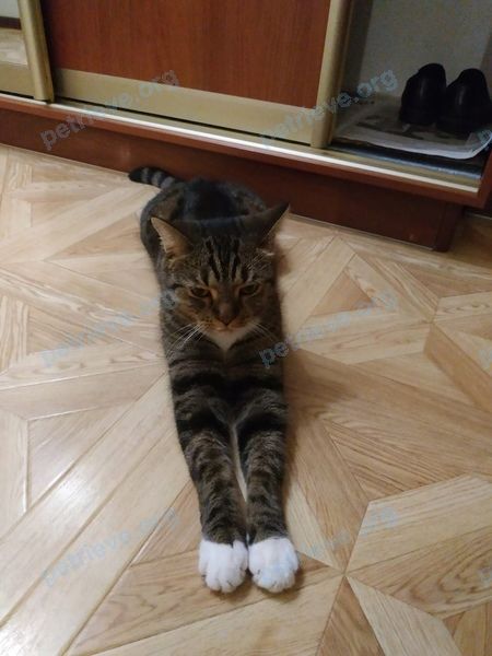 Big young brown male cat Пушок, lost near ул. Петина, 8а 32, Вологда, Вологодская обл., Россия, 160002 on Jul 08, 2021.